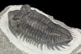 Coltraneia Trilobite Fossil - Huge Faceted Eyes #125233-5